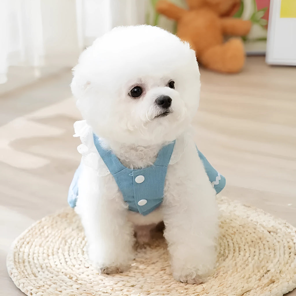 Bondi blue denim skirt for dogs with a strawberry print, shown on a small dog.
