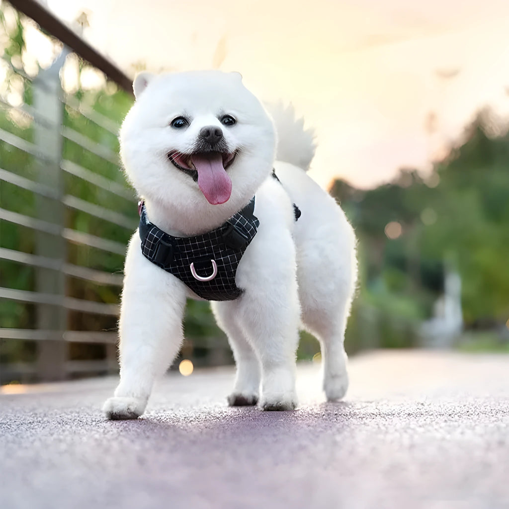 Nylon dog chest harness with integrated LED light shown in multiple colours including black, blue, and light purple.