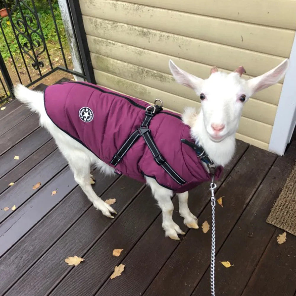 Waterproof dog coat with harness hole in rain silk fabric, available in multiple sizes and colours