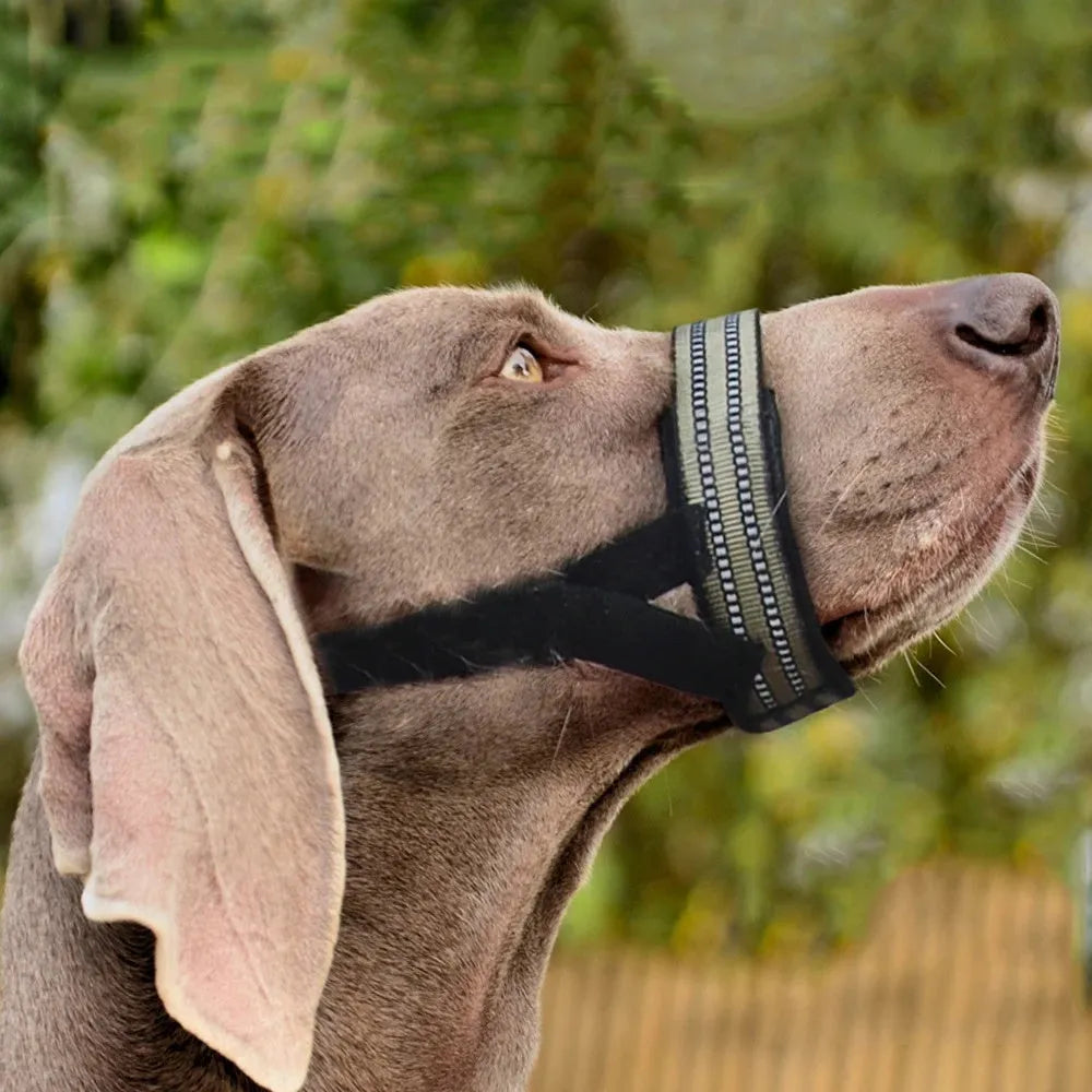 Adjustable reflective dog muzzle on a large breed dog, showing strap and muzzle cover.