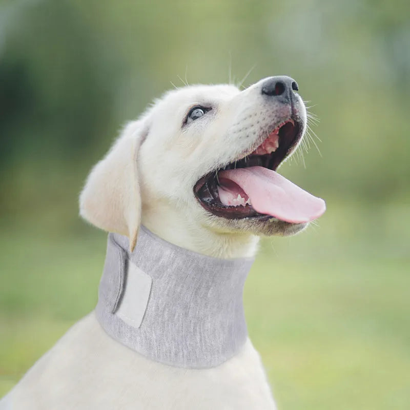 Soft grey cat cone collar for post-surgery recovery showing neck brace design
