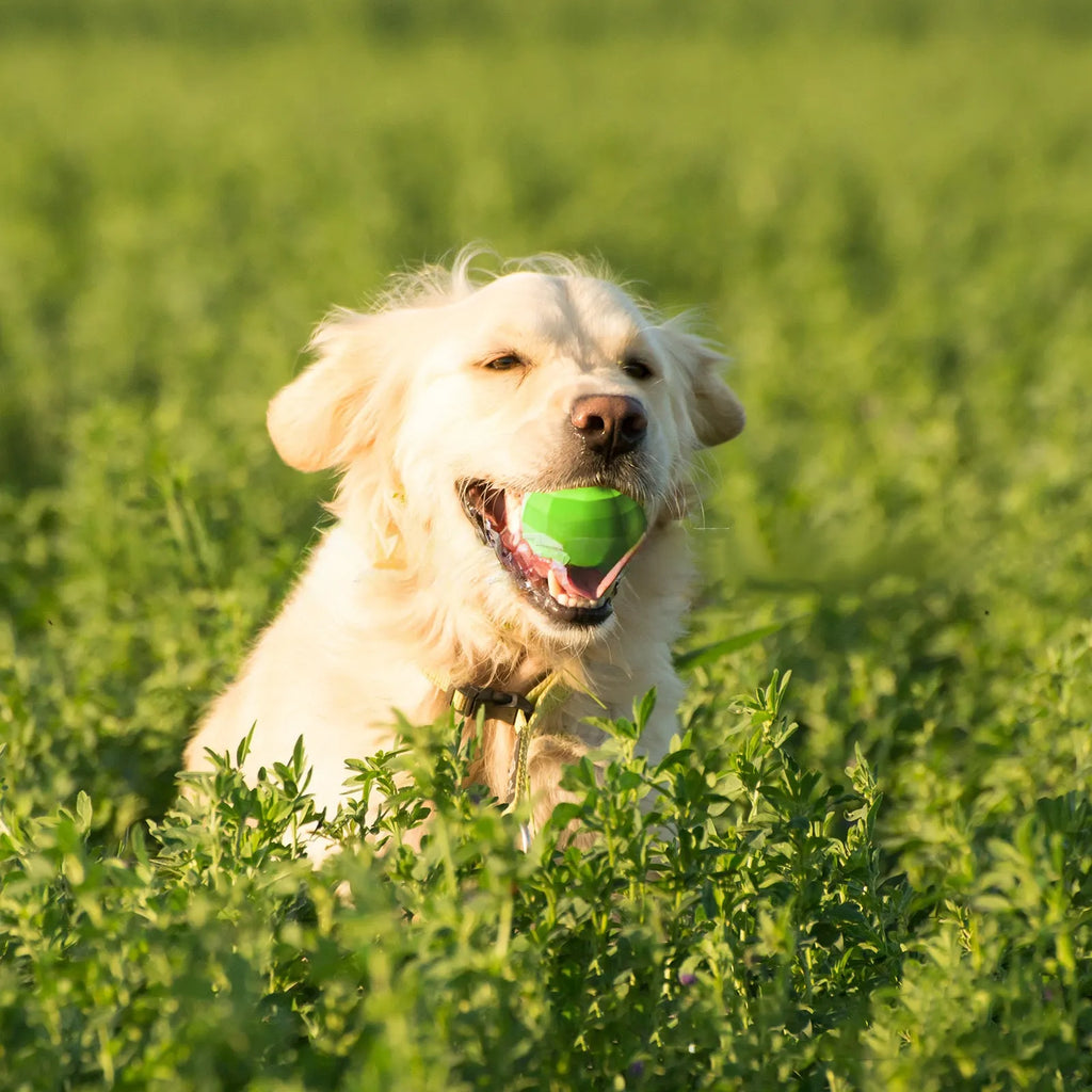 Green natural rubber dog ball with squeaker for aggressive chewers, measures 90x86x80mm