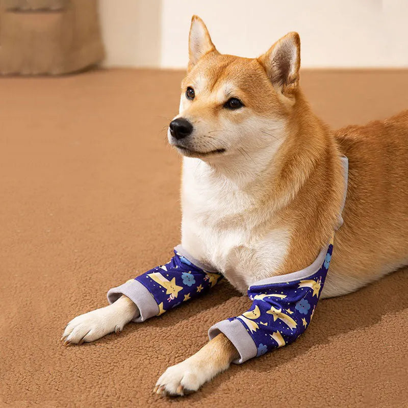 Blue dog knee protector with adjustable buckle and matching scarf on medium-sized dog