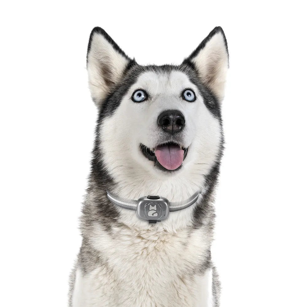 Black Pet GF-07 GPS locator device with hanging rope attachment for pet collars