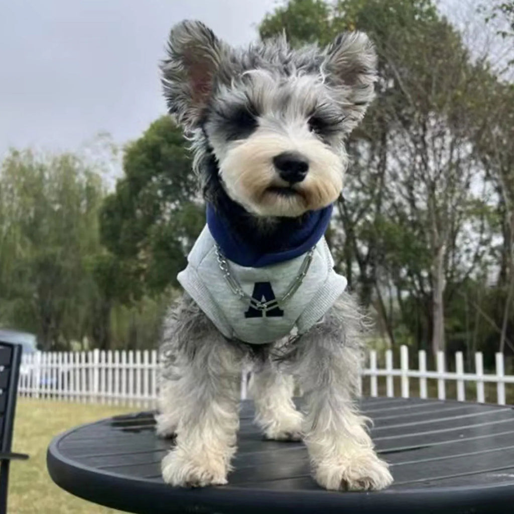 Blue slim-fitting pet sweater with reflective letters on a dog, showing casual style and close fit
