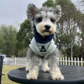 Blue slim-fitting pet sweater with reflective letters on a dog, showing casual style and close fit