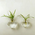 Wall-mounted geometric fish tank in high borosilicate glass, polished finish, 13x13cm and 17x17cm sizes