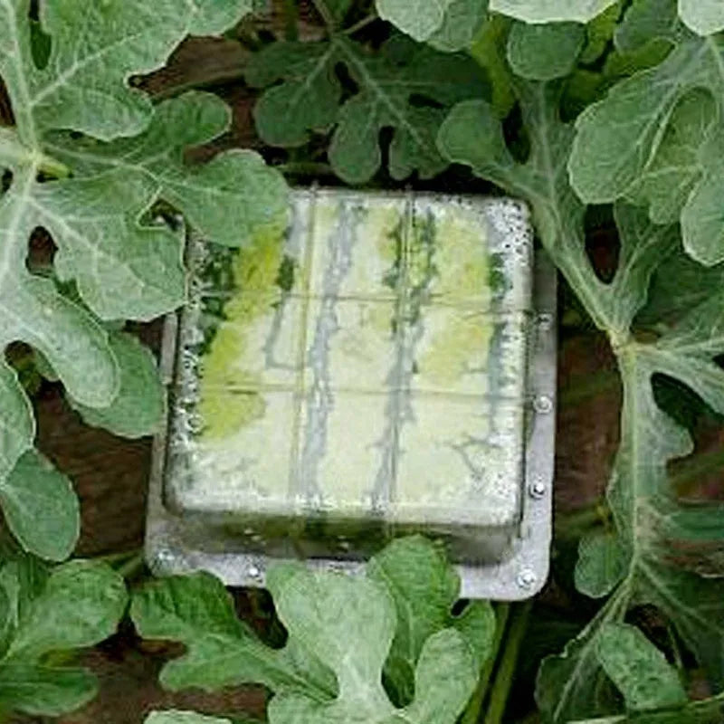 Square plastic growth mould for shaping watermelons and fruit to a 13cm cube size.
