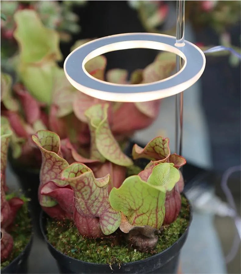 USB-powered LED grow light with transparent housing showing yellow LEDs, attached to 25cm acrylic stick for plant illumination