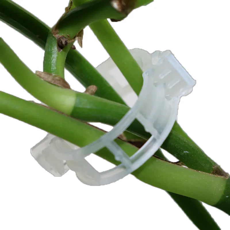 50 plastic grafting clips for tomato plants with smooth surfaces on white background