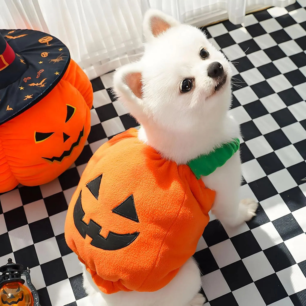 Orange plush pumpkin costume on a small dog for Halloween