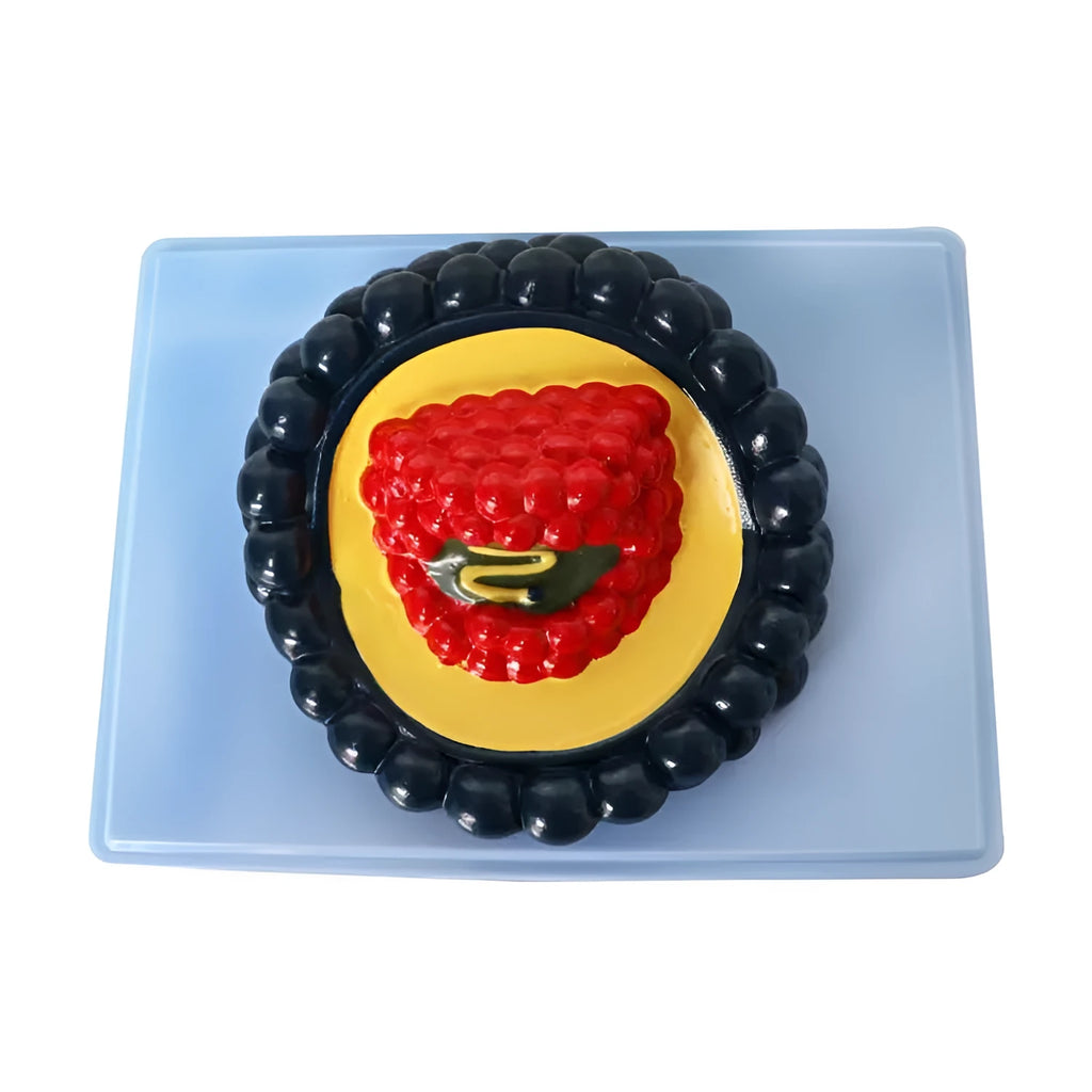 Black PVC virus model measuring 20x15x7cm for biological education