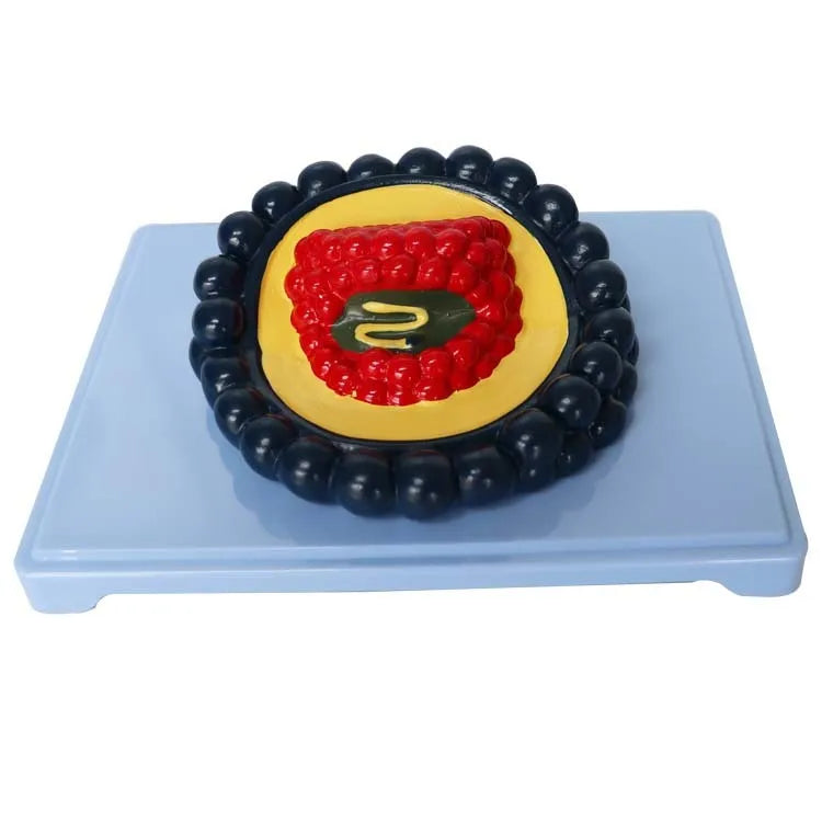 Black PVC virus model measuring 20x15x7cm for biological education