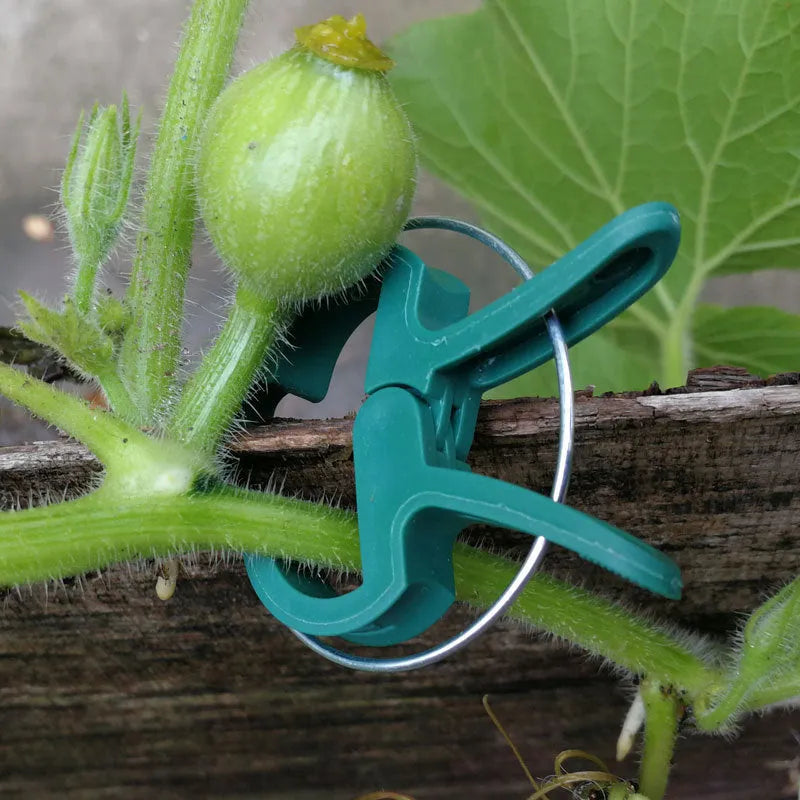 Green plant fixing clips holding tomato vine to support stake without damaging stem