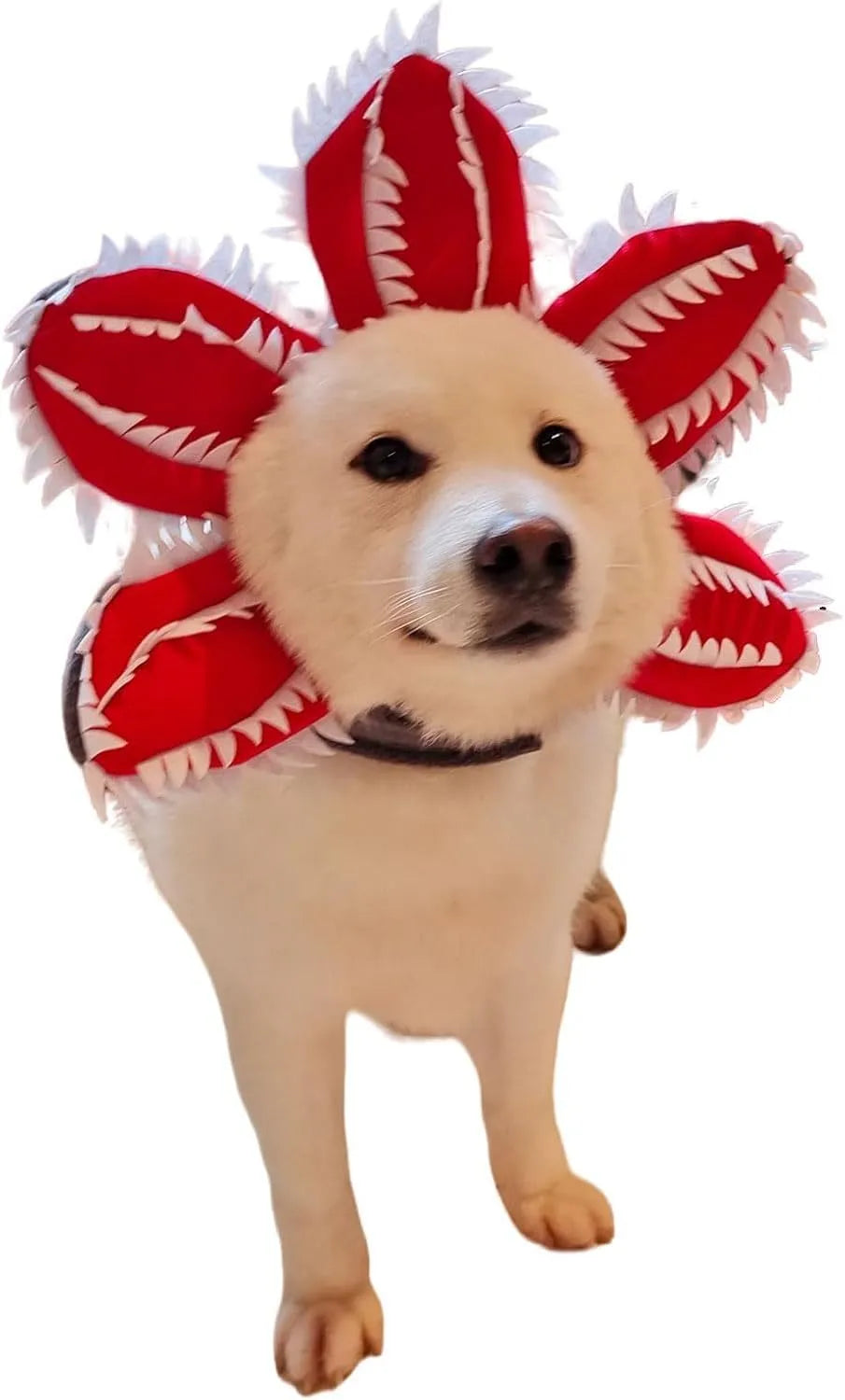Dog wearing Halloween demon hat costume with headband and flower accessory