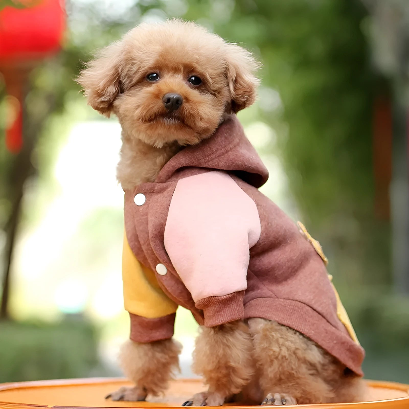Brown cotton pet sweatshirt for a dog, showing leisure-style design.