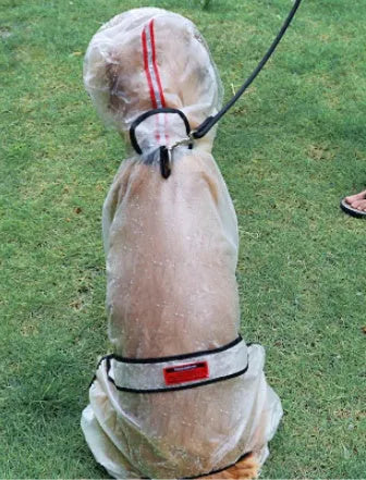 Transparent waterproof large dog raincoat made from raincoat cloth and TPU material, sizes XS to 7XL