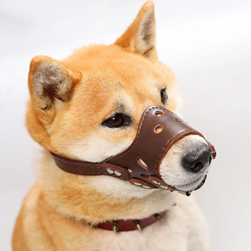 Adjustable dog muzzle silencer for barking and bite prevention on golden retriever