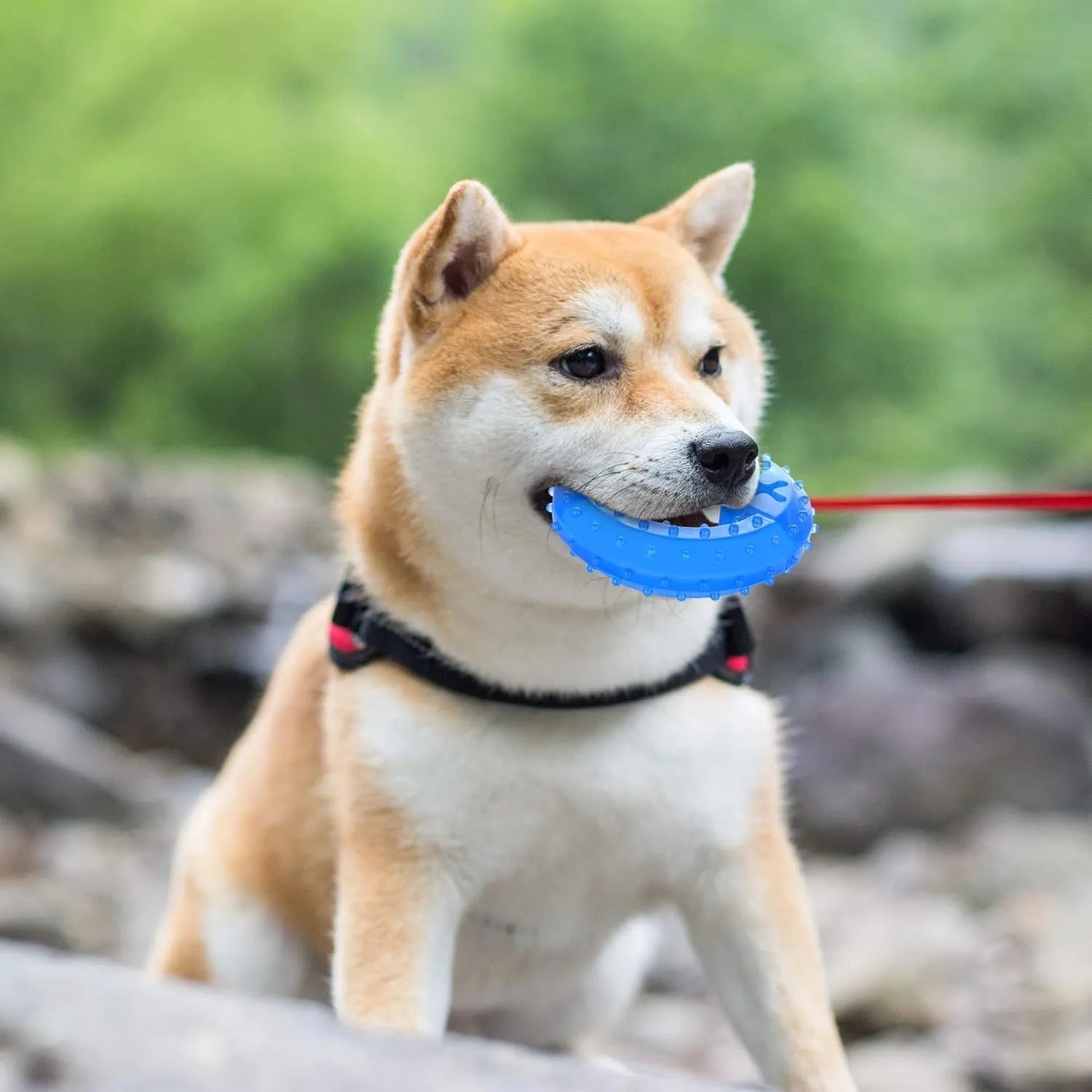 Freezable dog teething cooling chew toy with treat compartment in Bones and Circles shapes