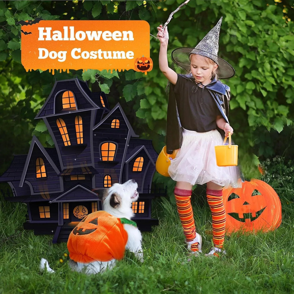 Orange plush pumpkin costume on a small dog for Halloween