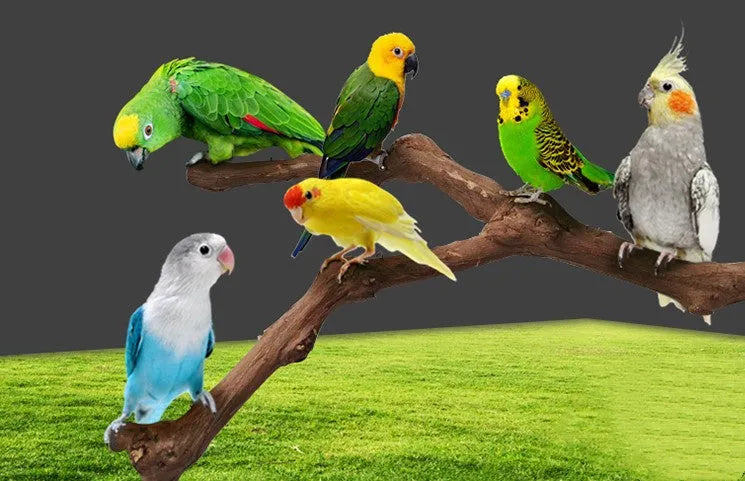 Natural grape wood parrot stand pole for bird cage, random vine shape perch for parrots and parakeets