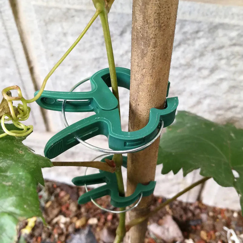 Green plant fixing clips holding tomato vine to support stake without damaging stem