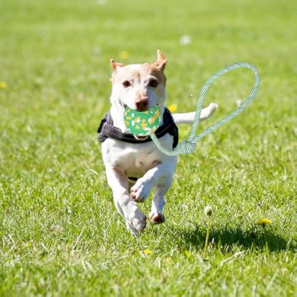 Dog ball on rope toy with 6cm rubber ball and 27cm nylon rope for interactive play
