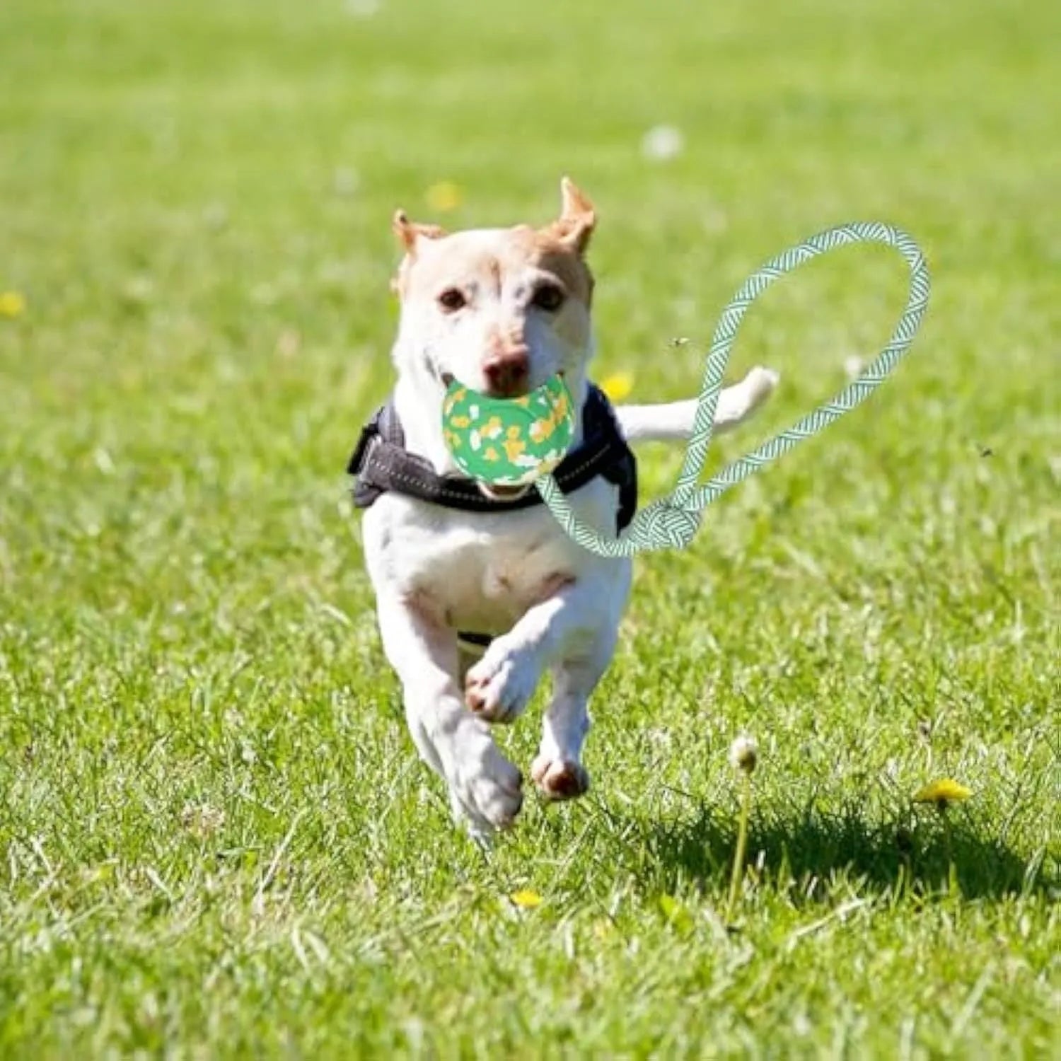 Dog ball on rope toy with 6cm rubber ball and 27cm nylon rope for interactive play