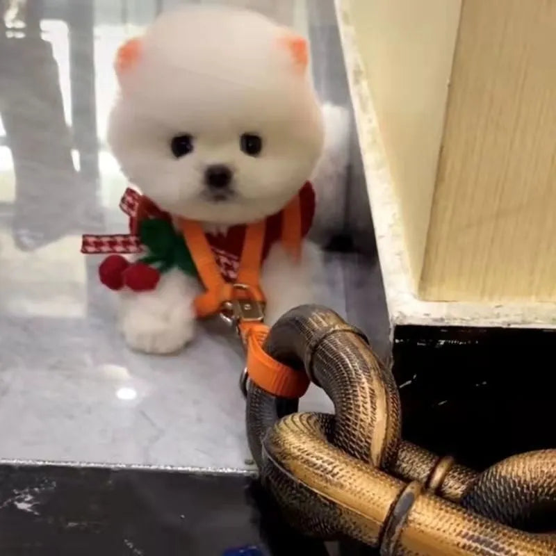 Dog leash in bronze, antique silver, or black colour with length options of 1.5 m, 2 m, or 3 m, made from PP material.