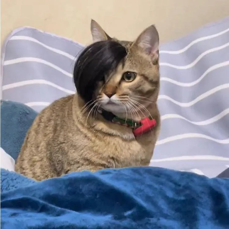 Black imitation braid pet wig for cats on a feline model, showing lightweight polyester construction