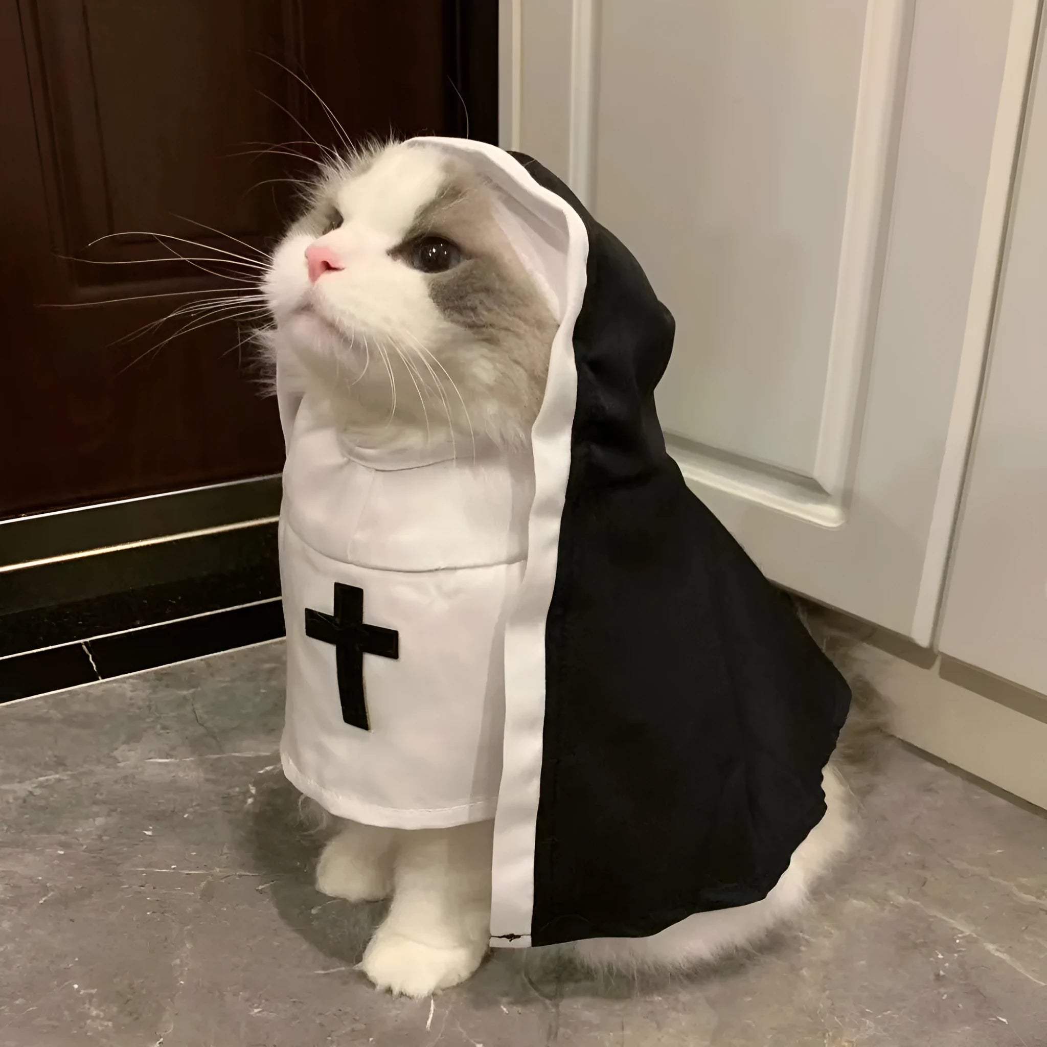 Black and white nun costume cloak on a small dog for Halloween.