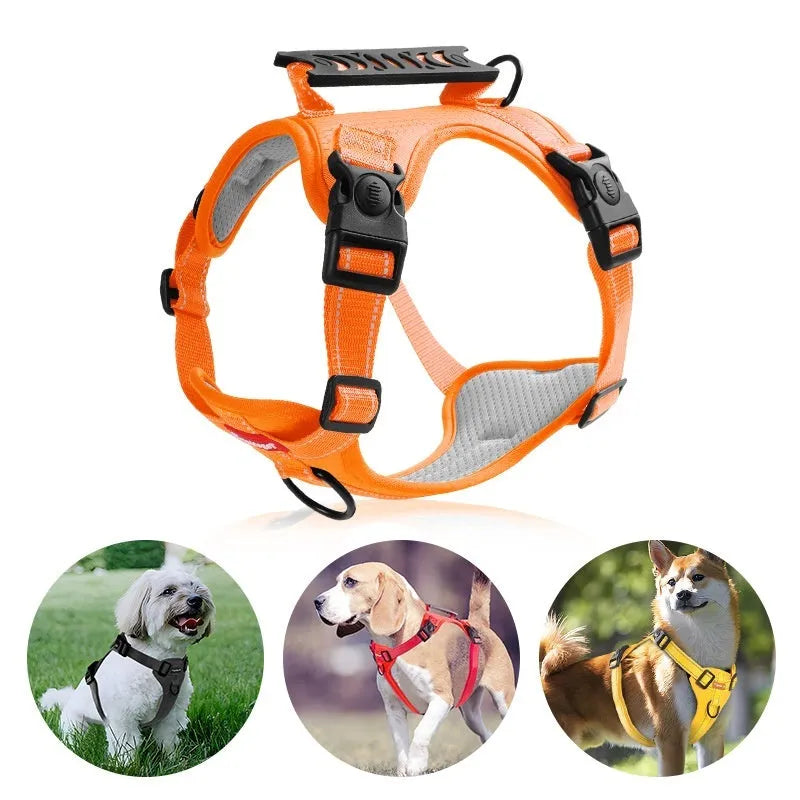 Adjustable dog harness in lake blue with reflective stitching and quick-release buckles, shown on a medium-sized dog.