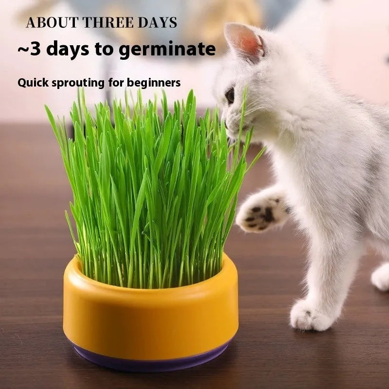 Potted seeds soilless hydroponic cat grass kit with blue, green, or yellow cup and five seed packs