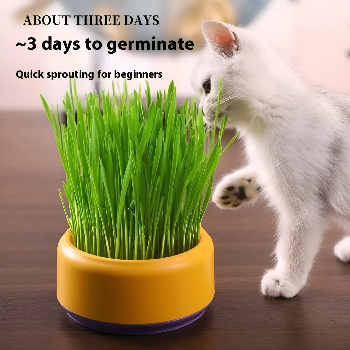 Hydroponic cat grass kit with blue cultivation cup and five seed packs for soilless indoor growing