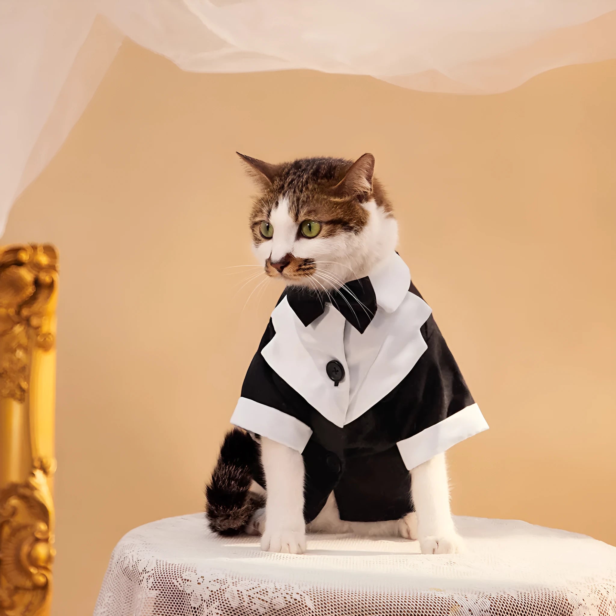 Chinese style four-legged wedding suit for dogs in polyester with black, dark blue and grey colour options