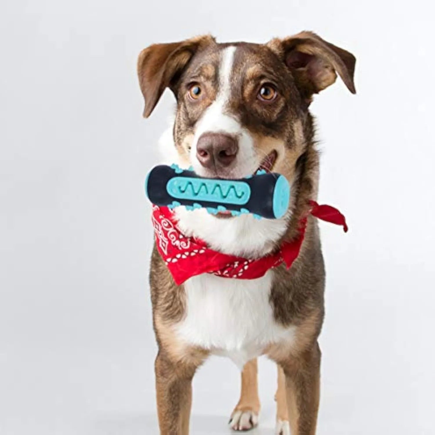Natural rubber dog toothbrush chew toy in blue colour, measuring 15cm long, for dental cleaning and boredom reduction