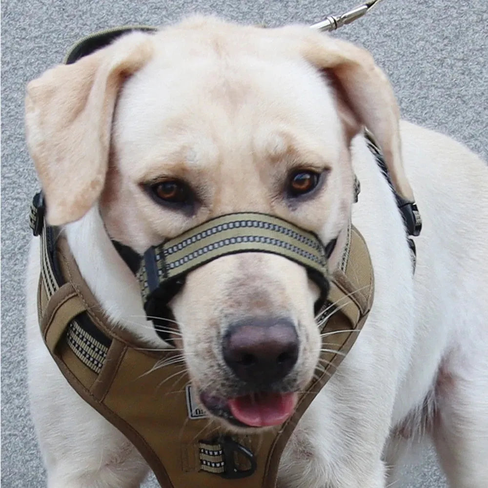 Adjustable reflective dog muzzle on a large breed dog, showing strap and muzzle cover.