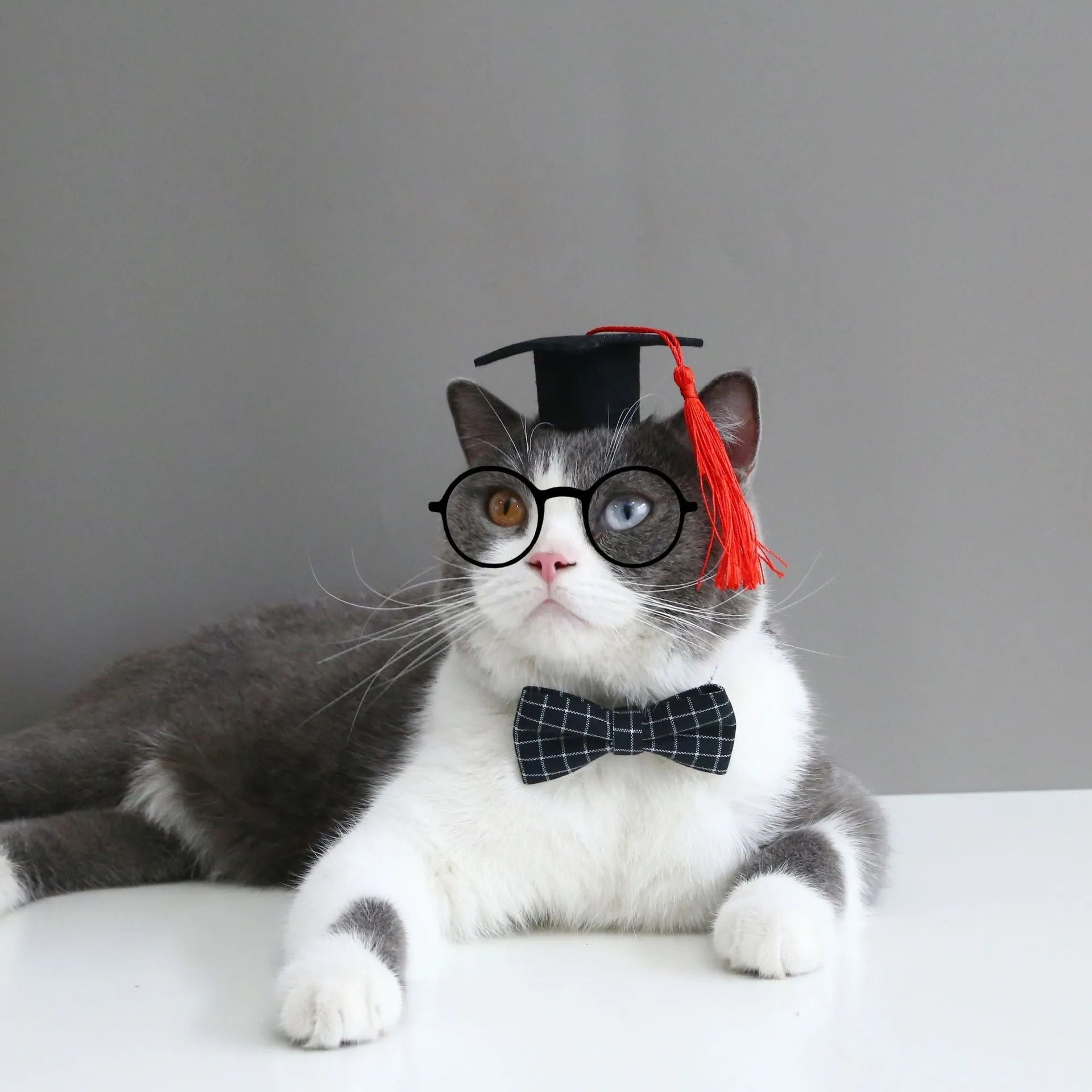 Pet wearing elastic hair band and woolen felt bow tie in British style for weddings or carnivals