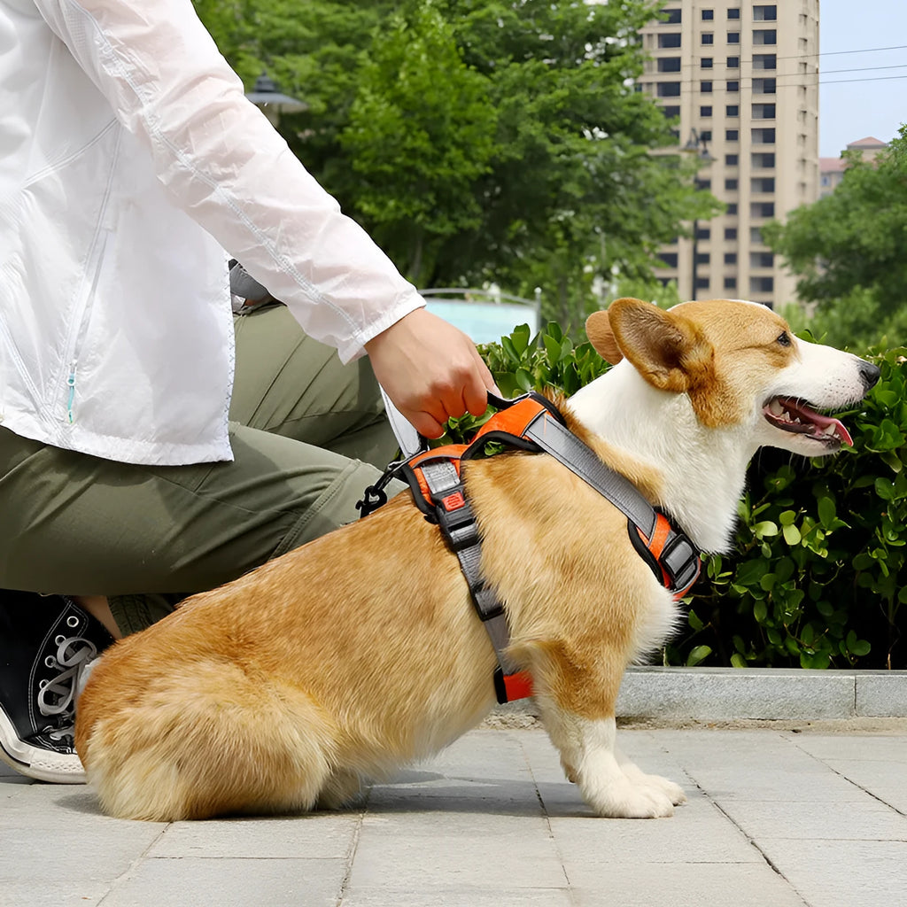 Dog wearing orange polyester chest strap with attached hand holding rope