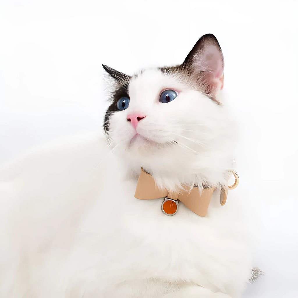 Brown leather cat collar with a silver buckle on an adjustable strap.