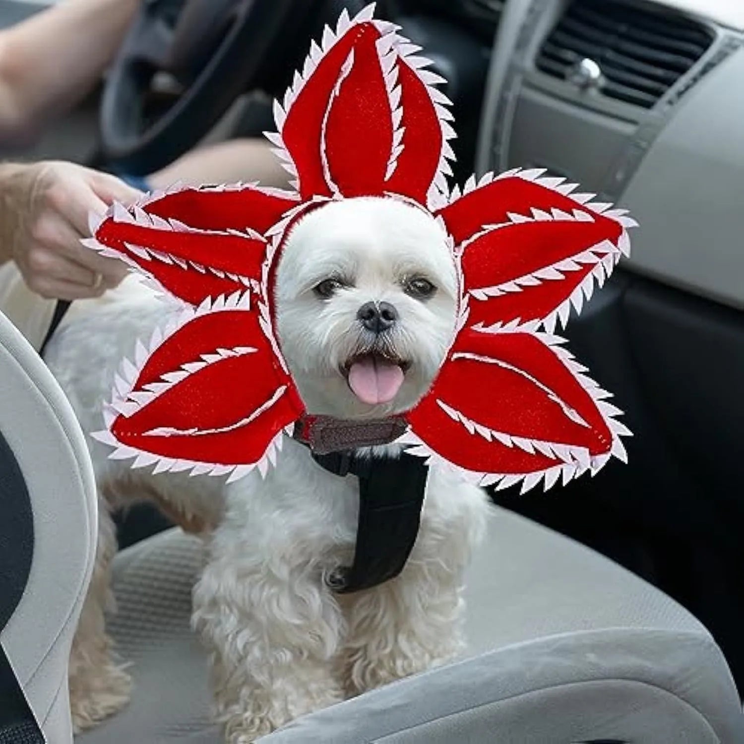 Dog wearing Halloween demon hat costume with headband and flower accessory