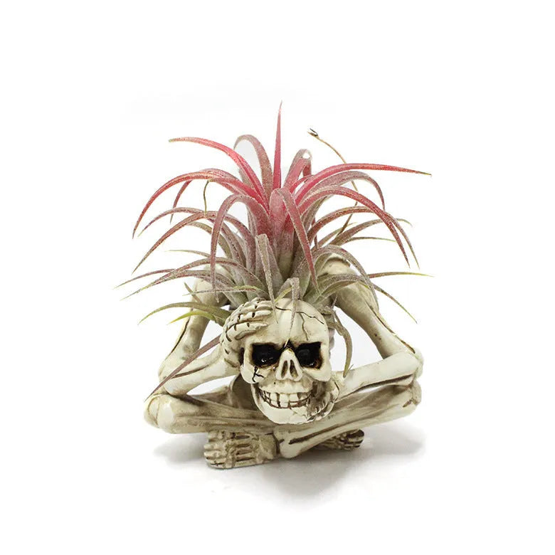 Tillandsia bracket with skull Gothic design in resin, measuring 7x8x12.5cm, featuring breathable soilless plant support