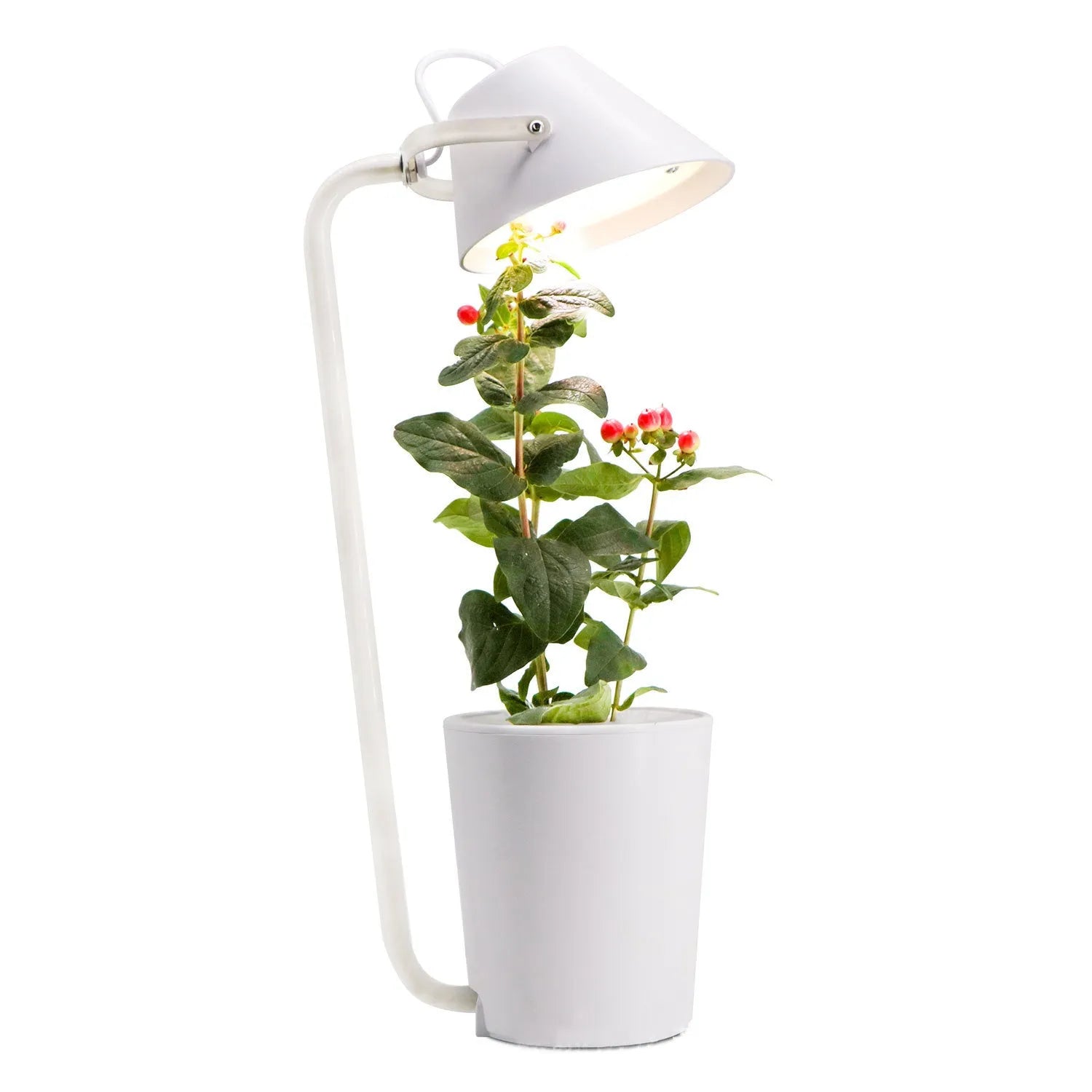 White hydroponic container for soilless desktop plant cultivation with international size regulations