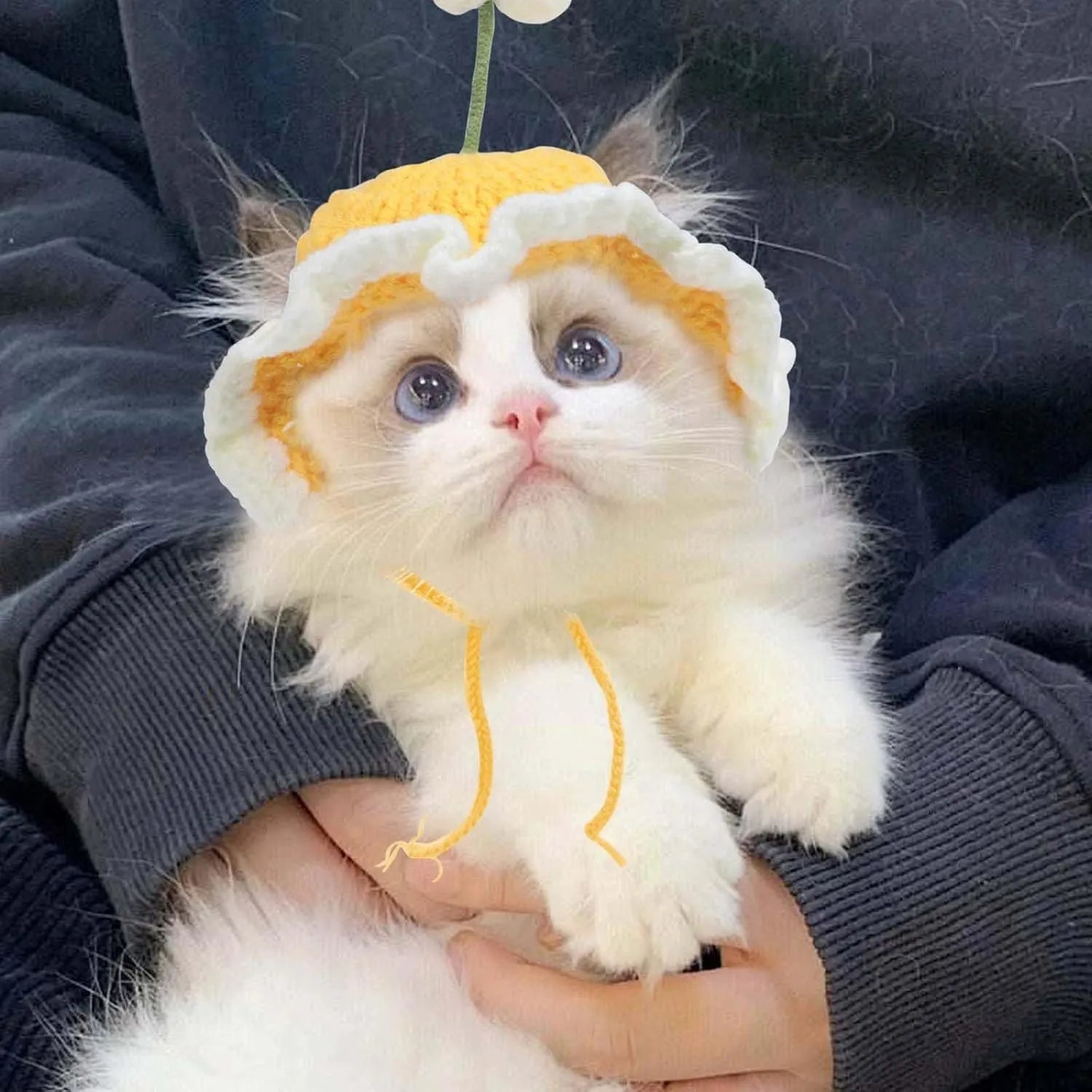Green knitted cat hat with cartoon design on a small dog