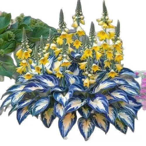 Coloured leaves jade barrettes potted flower seeds pack with 50 seeds in OPP packaging for home gardening