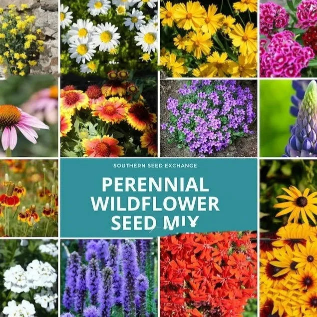 Purpleflower Holly Leaf mixed wildflower seeds packet showing cold-resistant drought-resistant garden seeds