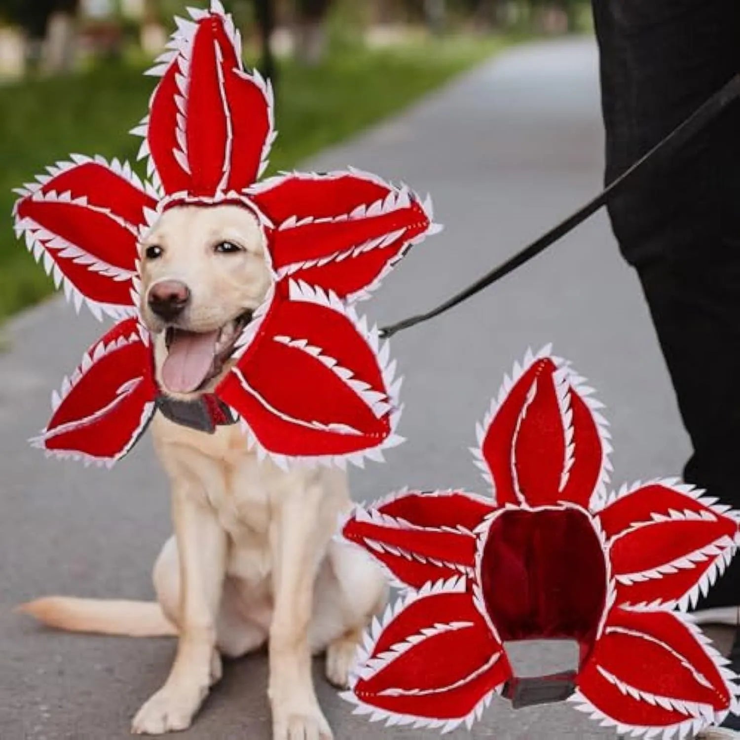Dog wearing Halloween demon hat costume with headband and flower accessory
