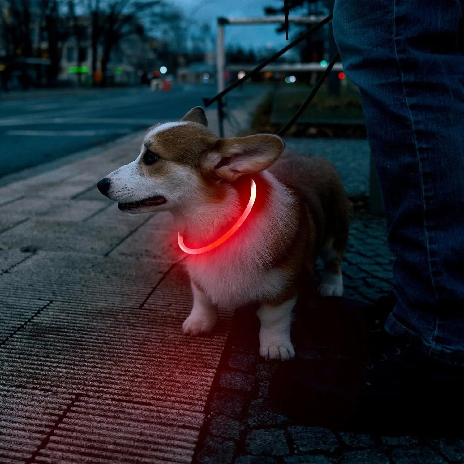 USB-rechargeable LED dog collar glowing in blue with adjustable 70cm length for pet safety