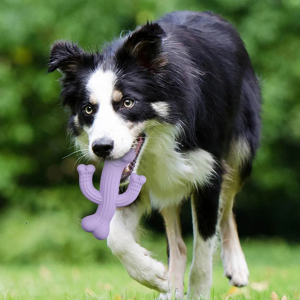Beige, blue, or purple cactus-shaped dog chew toy made from bamboo fibre and rubber shown in small and large sizes.