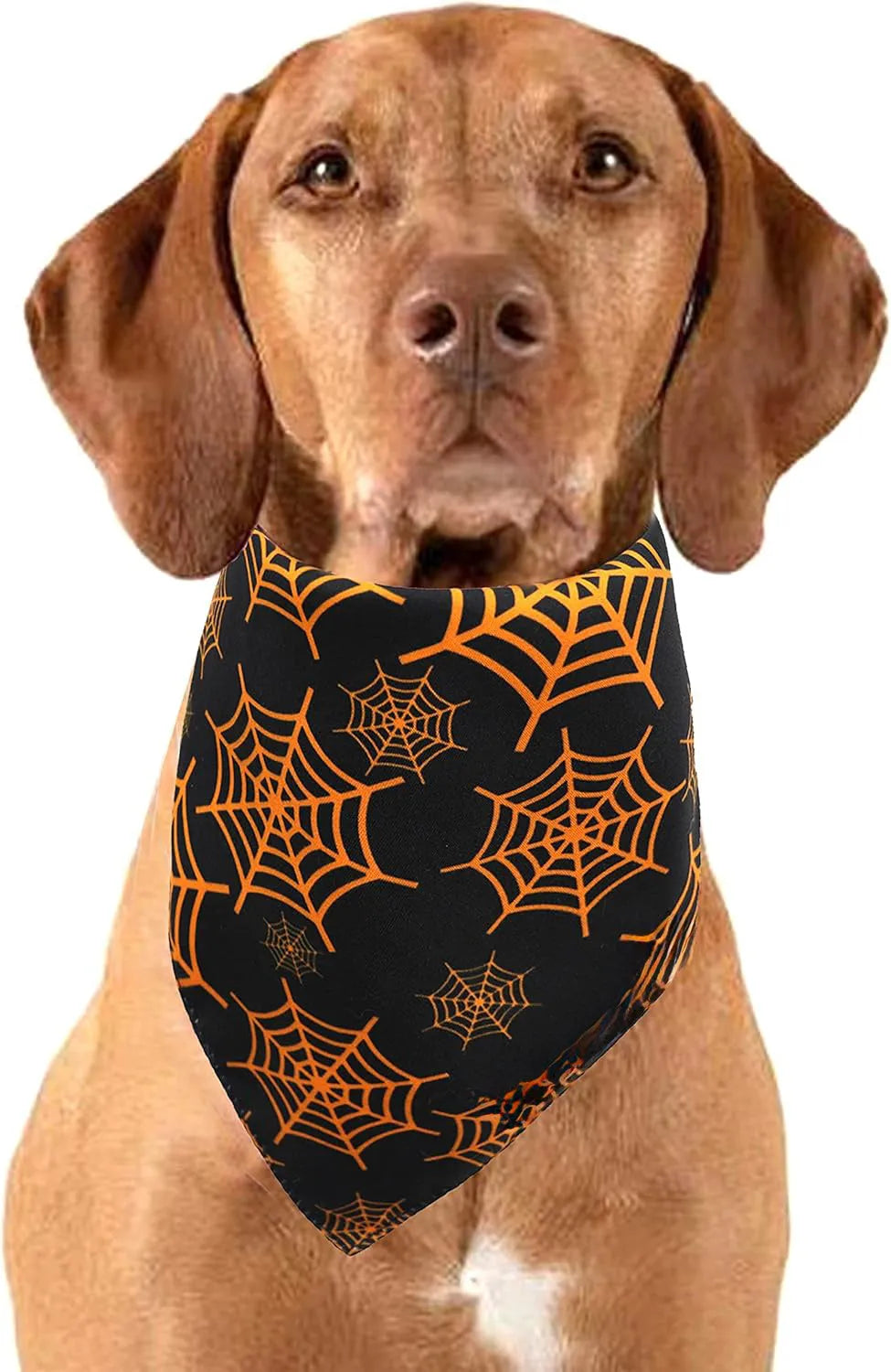 Black and orange reversible Halloween dog bandana with pumpkin and spider web patterns, shown on a dog's neck.